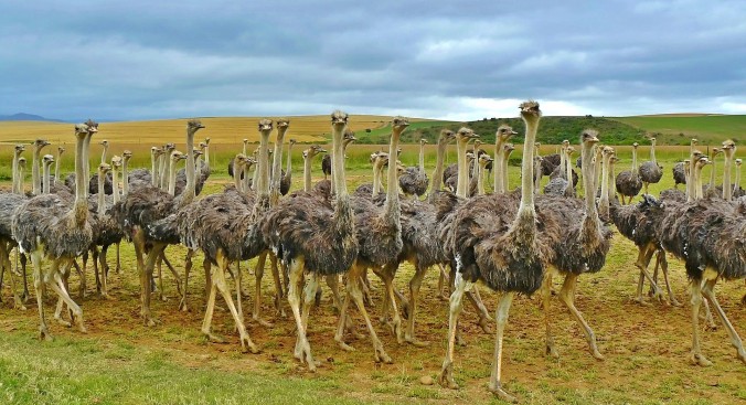 ostriches-838976_1920